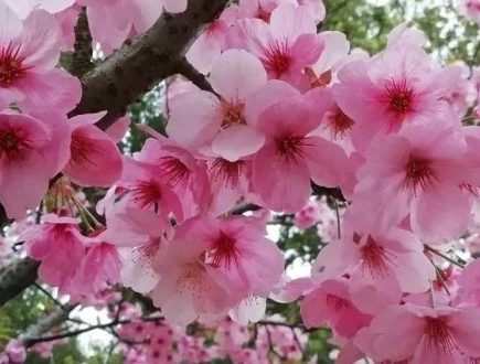 享健康之旅、寻商业新机 | 4月高球商务之旅，6天5晚邀您一起邂逅“春樱”